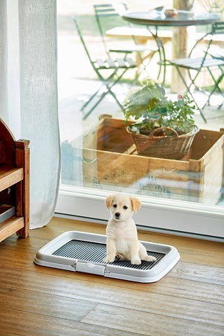 ZOLUX ZOLUX Puppy trainer - kuweta dla psa - 40x60x4cm ZOLUX ZOLUX Puppy trainer - kuweta dla psa - 40x60x4cm