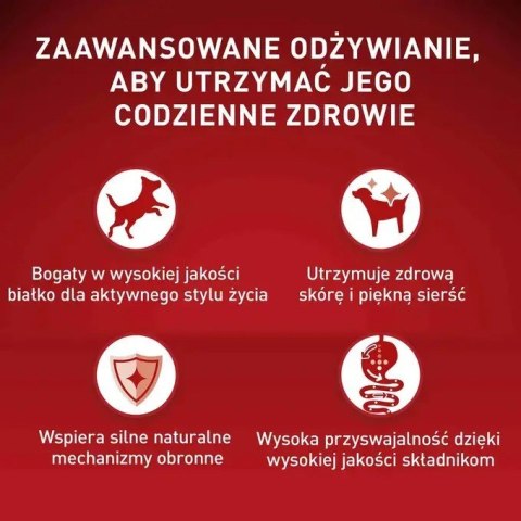 PURINA NESTLE Purina ONE MINI Dog Active GiG wołowina, ziem. 85g PURINA NESTLE Purina ONE MINI Dog Active GiG wołowina, ziem. 85g